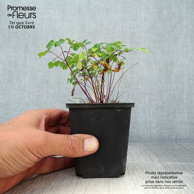 Thalictrum Purplelicious - Meadow-rue 8/9 cm pot sample as delivered in autumn