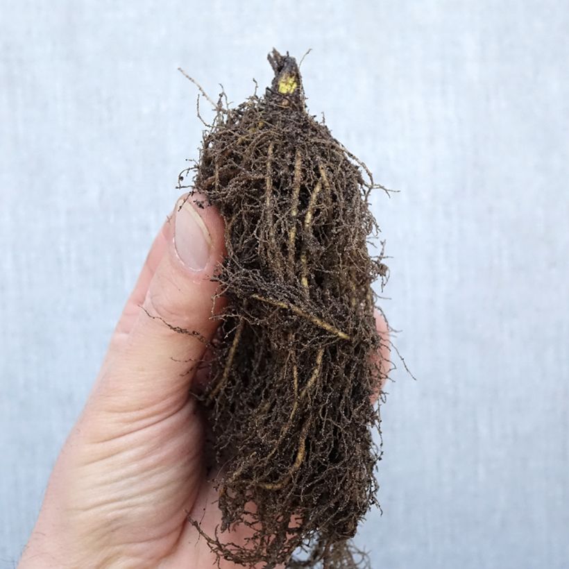 Thalictrum rochebrunianum - Meadow-rue Bare root sample as delivered in winter