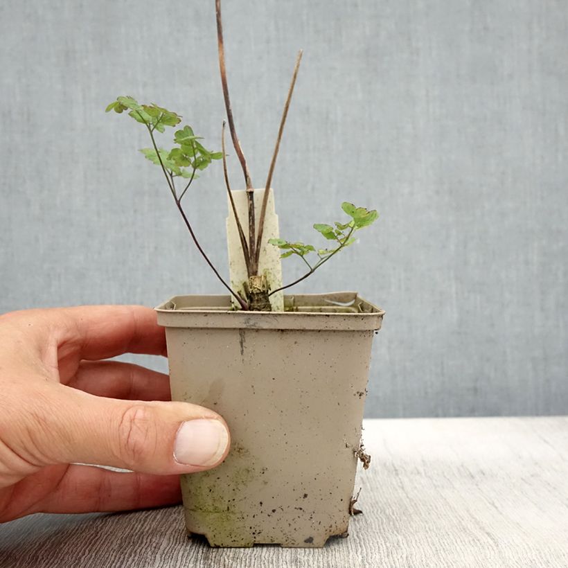 Thalictrum sphaerostachyum - Meadow-rue 8/9 cm pot sample as delivered in autumn