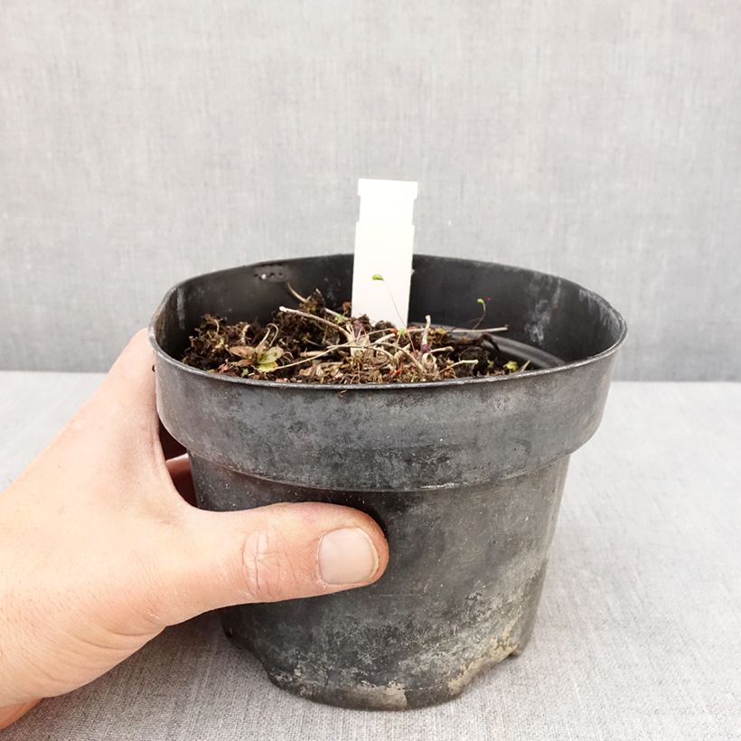 Thalictrum Yulia - Meadow-rue 2L/3L pot sample as delivered in spring