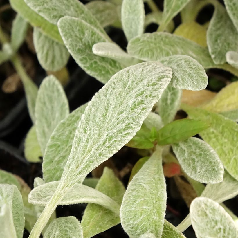 Sideritis syriaca (Foliage)