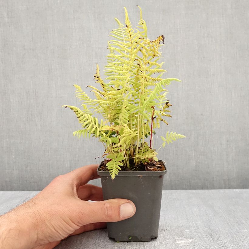 Thelypteris kunthii - Fougère Godet de 8/9 cm sample as delivered in autumn