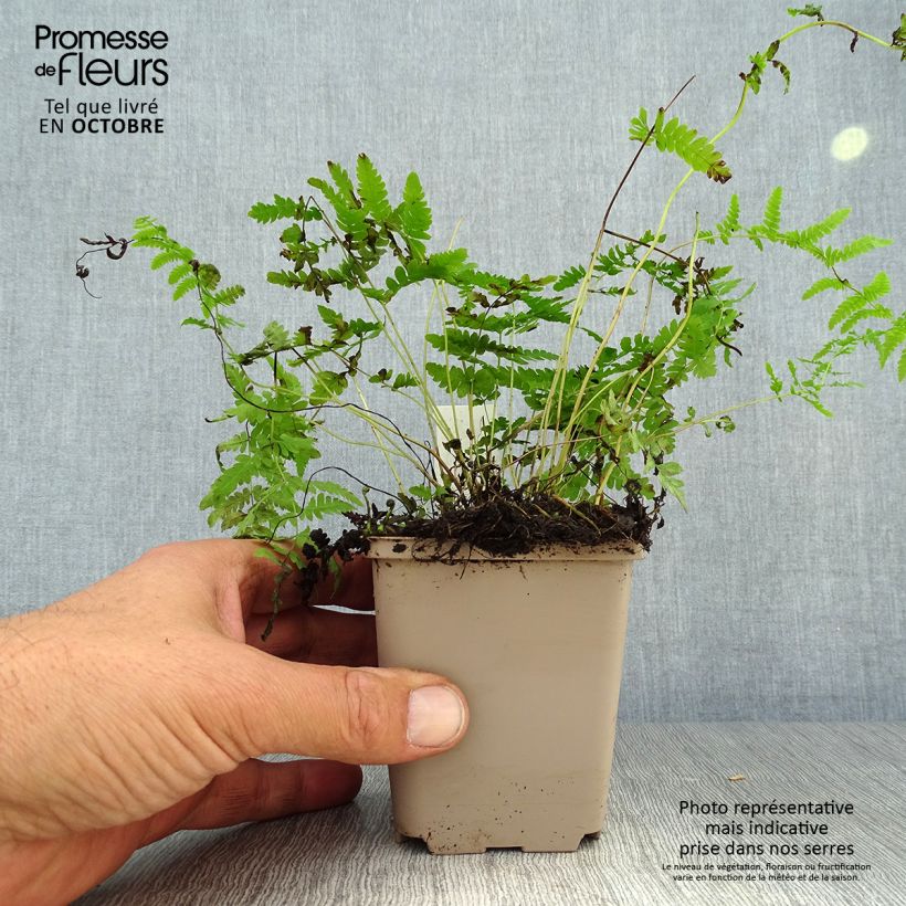 Thelypteris palustris - Marsh Fern 8/9 cm pot sample as delivered in autumn