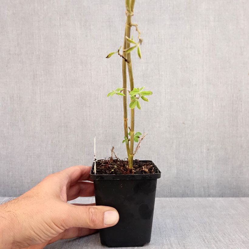 Thermopsis chinensis 8/9 cm pot sample as delivered in autumn