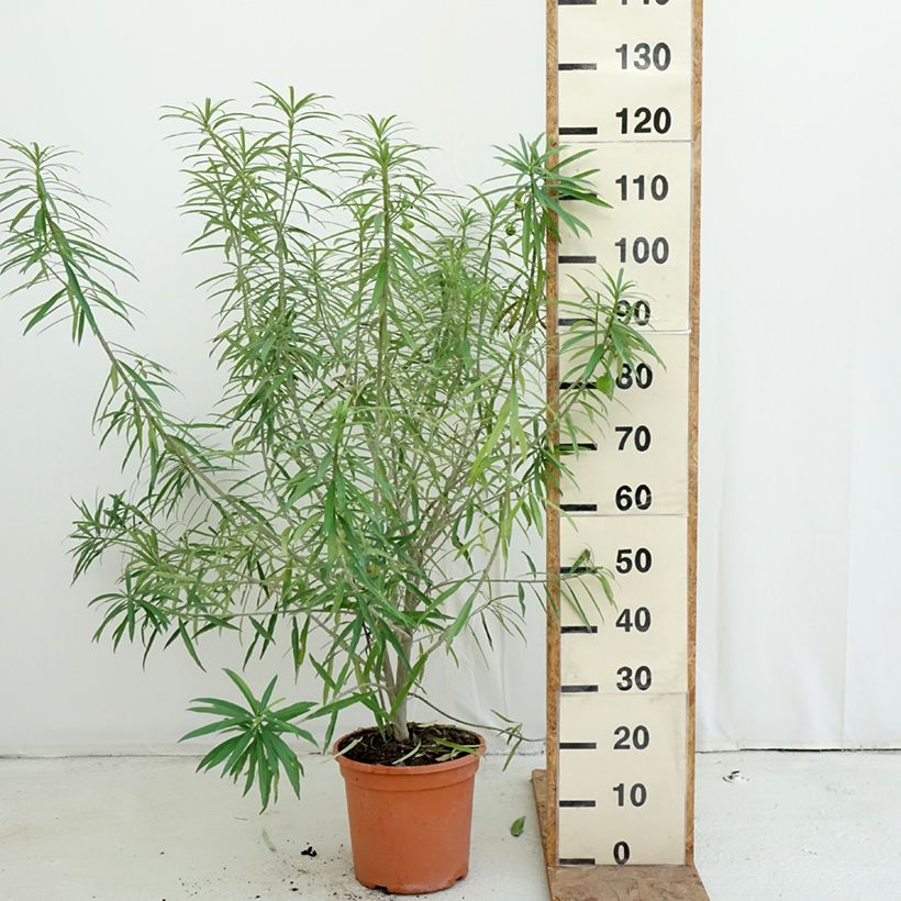 Thevetia peruviana 7.5L/10L pot sample as delivered in autumn