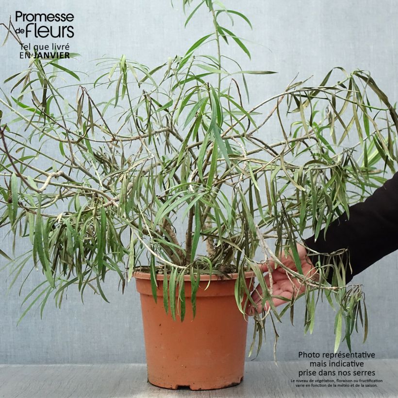 Thevetia peruviana 7.5L/10L pot sample as delivered in winter