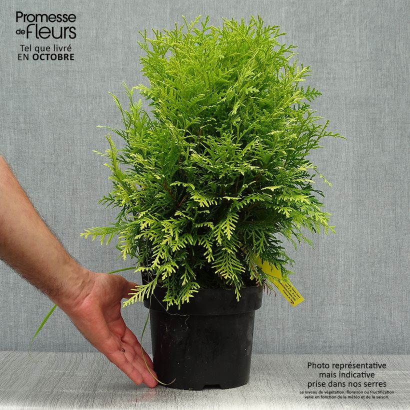 Thuja occidentalis Danica Aurea 2L/3L pot sample as delivered in autumn