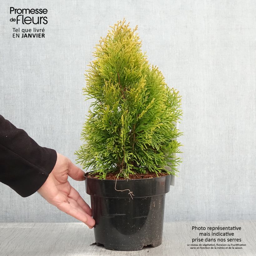 Thuja occidentalis Golden Smaragd 2L/3L pot sample as delivered in winter