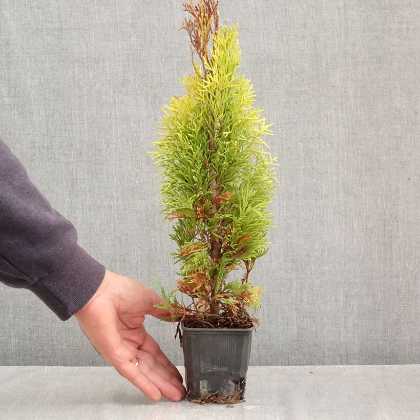 Thuja occidentalis Golden Smaragd 8/9 cm pot sample as delivered in autumn