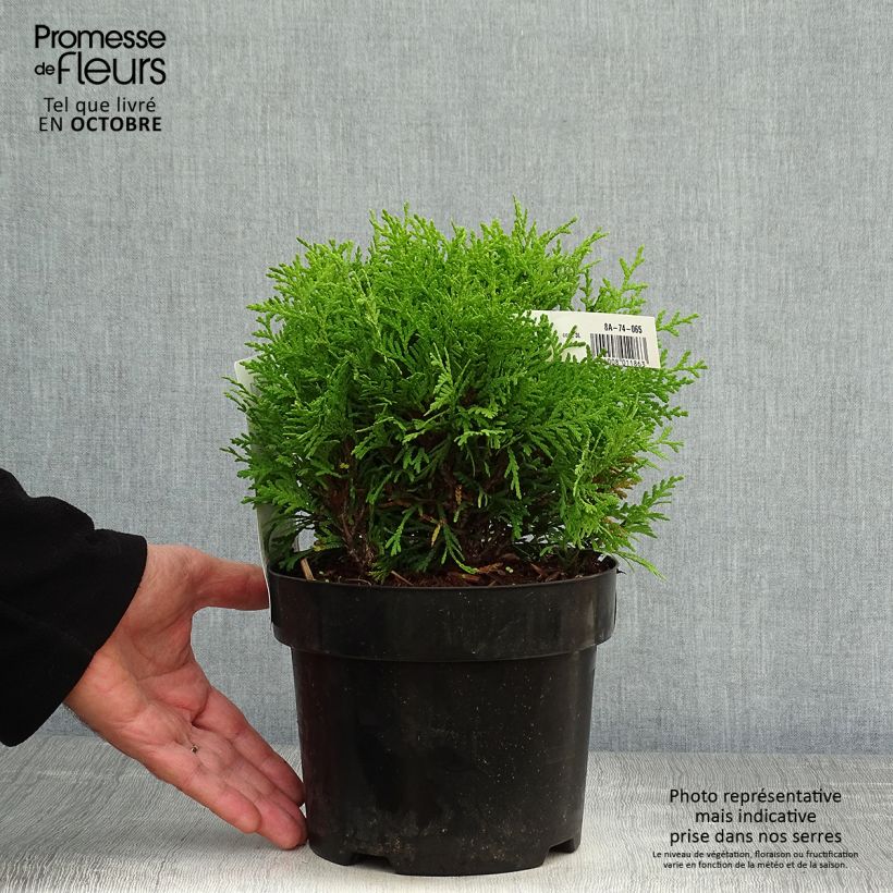 Thuja occidentalis Mirjam - Canadian Arborvitae 2L/3L pot sample as delivered in autumn