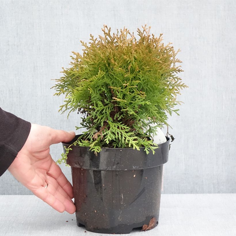 Thuja occidentalis Mirjam - Canadian Arborvitae 2L/3L pot sample as delivered in winter