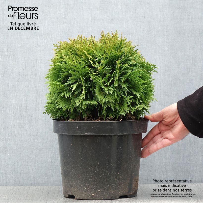 Thuja occidentalis Mirjam - Canadian Arborvitae 7.5L/10L pot sample as delivered in autumn