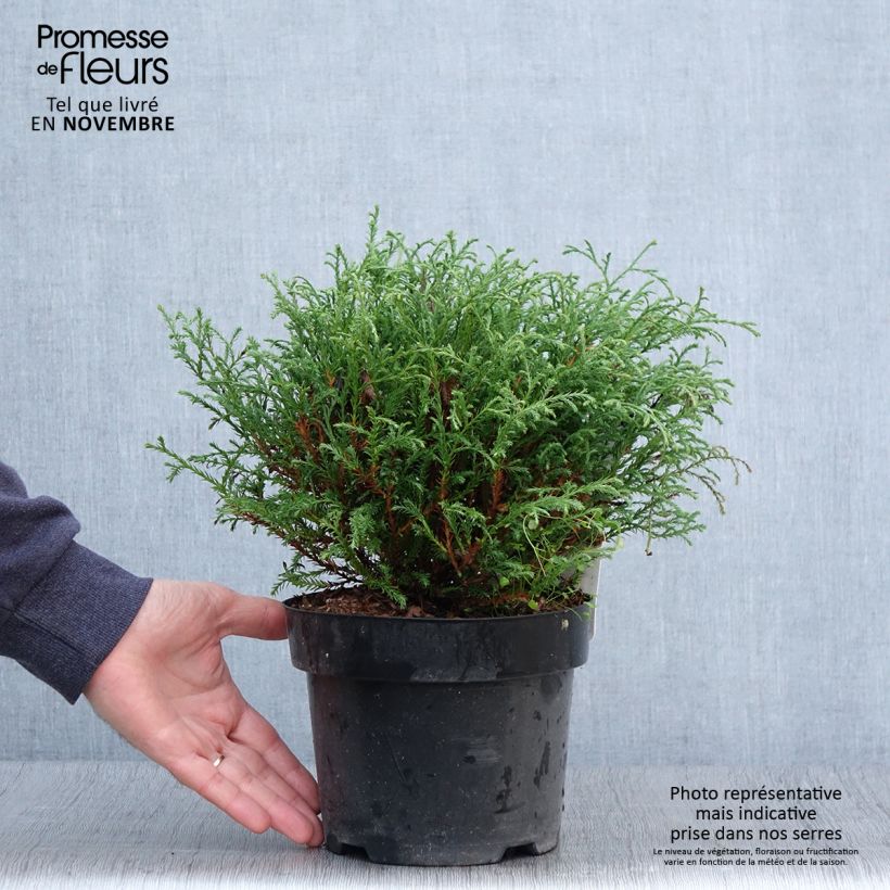Thuja occidentalis Mr Bowling Ball - Canadian Arborvitae 2L/3L pot sample as delivered in autumn
