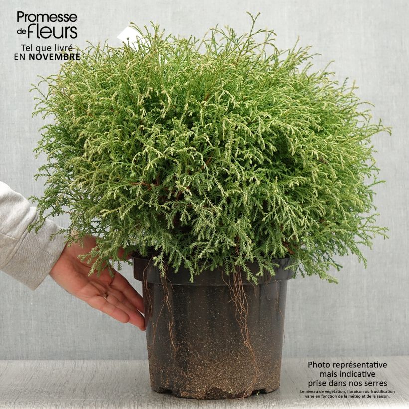 Thuja occidentalis Mr Bowling Ball - Canadian Arborvitae 7.5L/10L pot sample as delivered in autumn