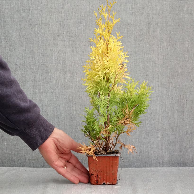 Thuja occidentalis Sunny Smaragd - Eastern White Cedar 8/9 cm pot sample as delivered in autumn