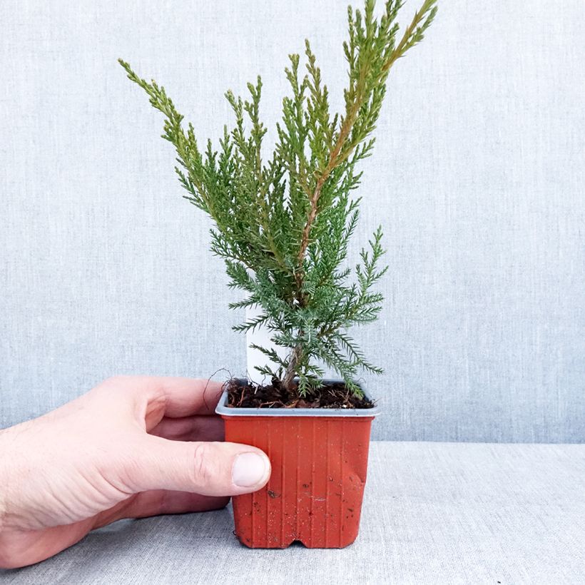 Thuja occidentalis Sunny Smaragd - Eastern White Cedar 8/9 cm pot sample as delivered in winter
