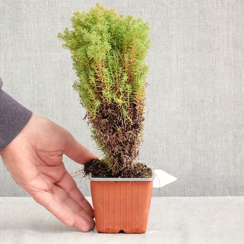 Thuja occidentalis Teddy - Canadian Arborvitae 8/9 cm pot sample as delivered in autumn