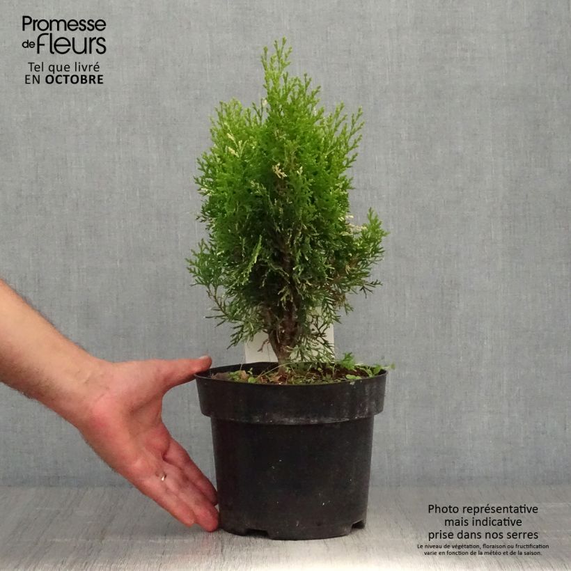 Thuja orientalis Fleck - Oriental Thuja 2L/3L pot sample as delivered in autumn