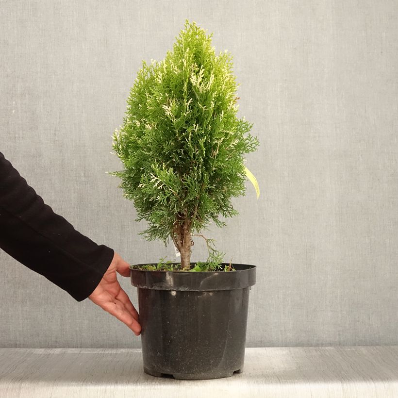 Thuja orientalis Fleck - Oriental Thuja 7.5L/10L pot sample as delivered in autumn