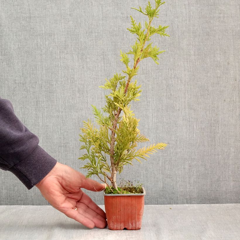 Thuja plicata Can-can - Western Red Cedar 8/9 cm pot sample as delivered in autumn