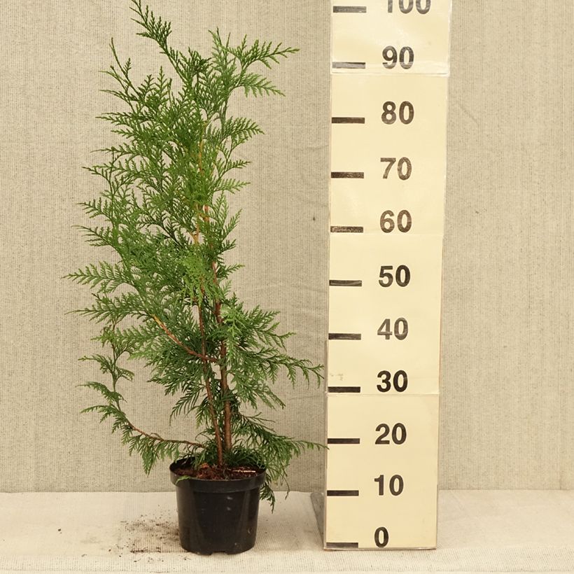 Thuja plicata Excelsa - Western Red Cedar 2L/3L pot sample as delivered in autumn