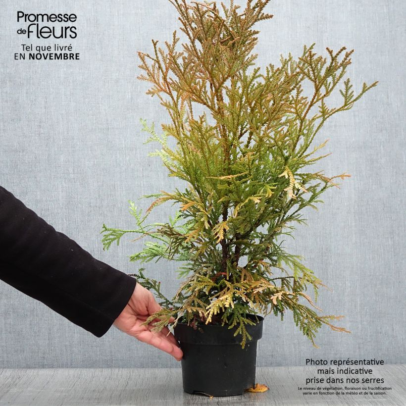 Thujopsis dolabrata Variegata - Hiba 2L/3L pot sample as delivered in autumn