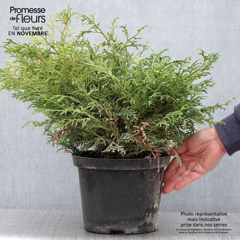 Thujopsis dolabrata Nana - Hiba 4L/5L pot sample as delivered in autumn