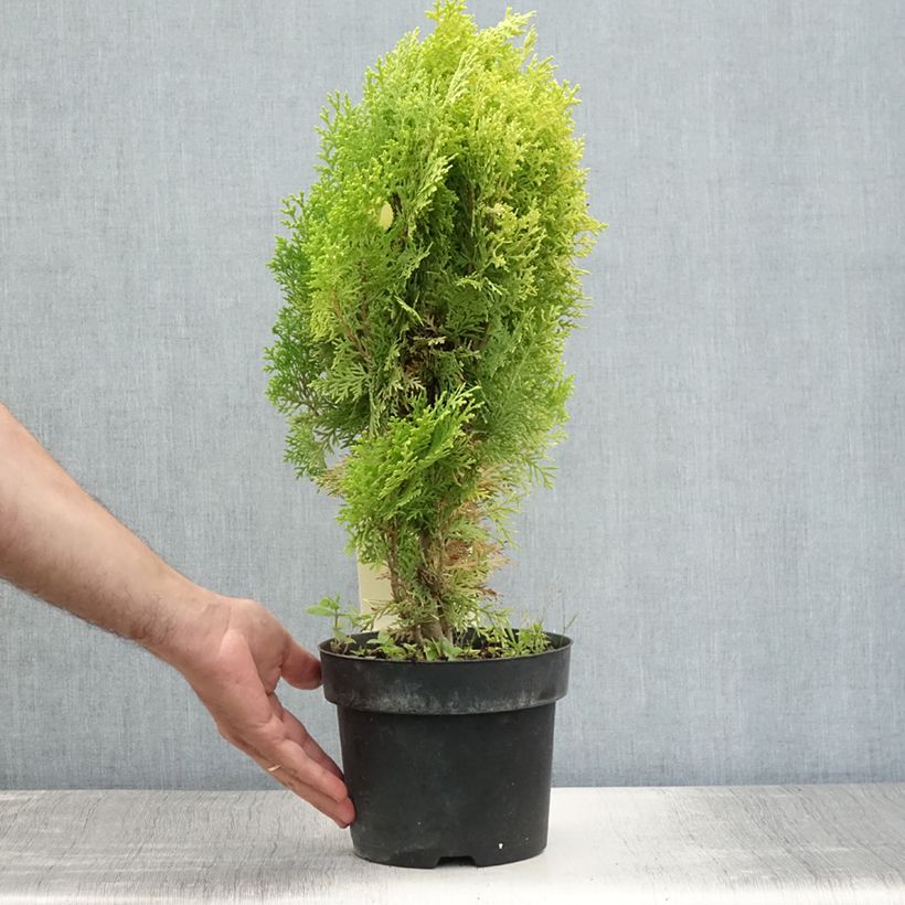 Thuya d'Orient - Platycladus orientalis Aurea Nana Pot de 2L/3L sample as delivered in summer