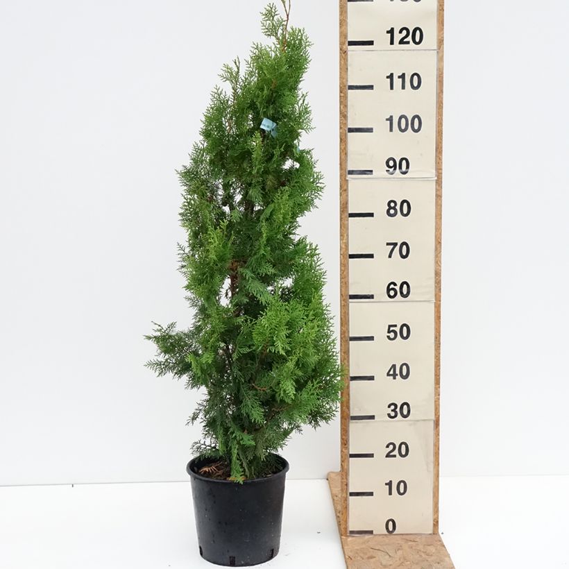 Thuja orientalis Pyramidalis Aurea 7.5L/10L pot sample as delivered in autumn