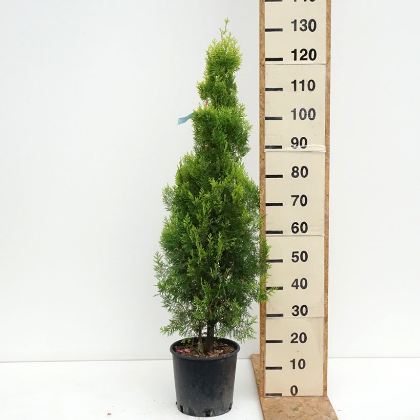 Thuja orientalis Pyramidalis Aurea 7.5L/10L pot sample as delivered in summer
