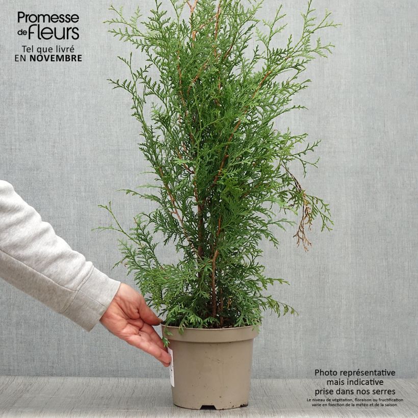 Thuja occidentalis Brabant - Canadian Arborvitae 2L/3L pot sample as delivered in autumn
