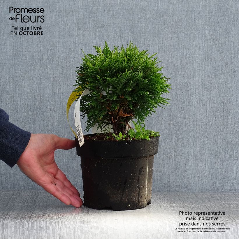 Thuja occidentalis Danica - Canadian Arborvitae 2L/3L pot sample as delivered in autumn