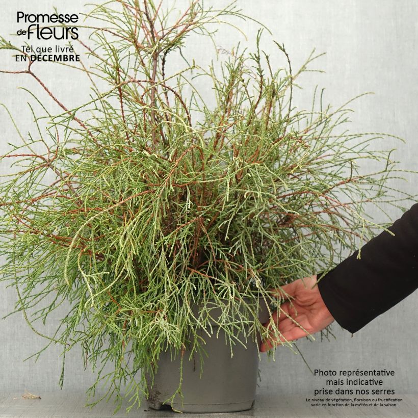 Thuja occidentalis Filiformis - Canadian Arborvitae 7.5L/10L pot sample as delivered in autumn