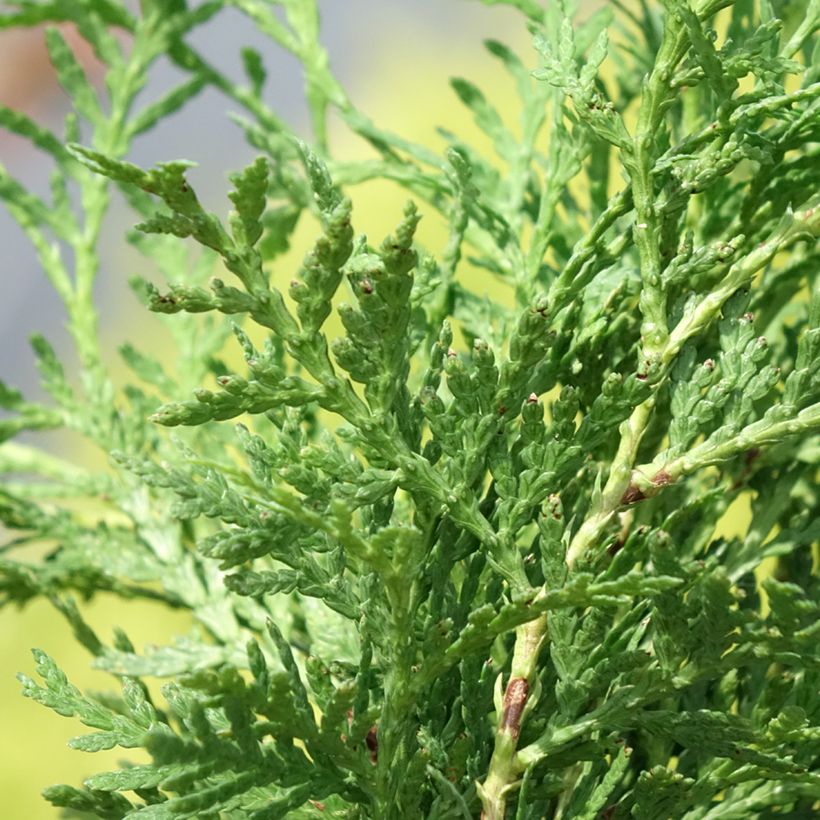 Thuja occidentalis Globosa Aurea - Eastern White Cedar (Foliage)