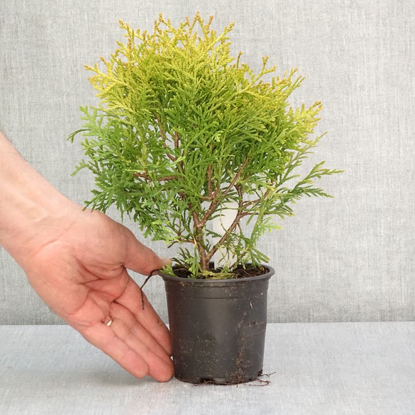 Thuja occidentalis Globosa Aurea - Eastern White Cedar 8/9 cm pot sample as delivered in spring