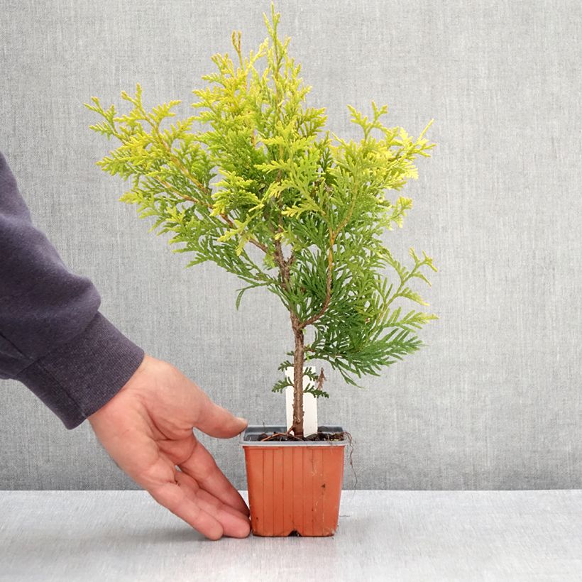 Thuja occidentalis Golden Brabant - Eastern White Cedar 8/9 cm pot sample as delivered in spring