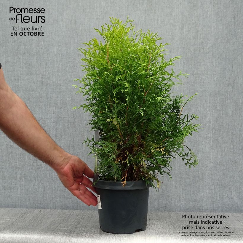 Thuja occidentalis Golden Globe - Canadian Arborvitae 2L/3L pot sample as delivered in autumn