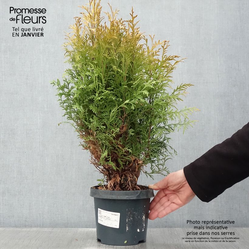 Thuja occidentalis Golden Globe - Canadian Arborvitae 2L/3L pot sample as delivered in winter