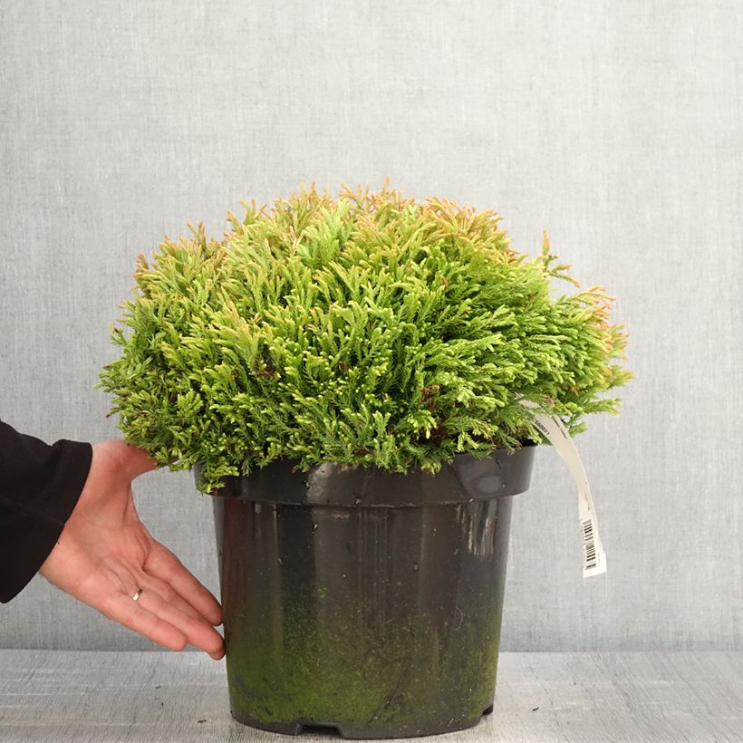 Thuja occidentalis Golden Tuffet - Canadian Arborvitae 7.5L/10L pot sample as delivered in spring