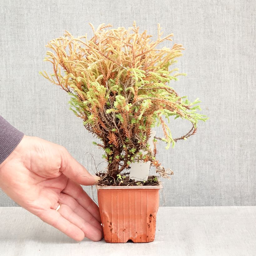 Thuja occidentalis Golden Tuffet - Canadian Arborvitae 8/9 cm pot sample as delivered in autumn