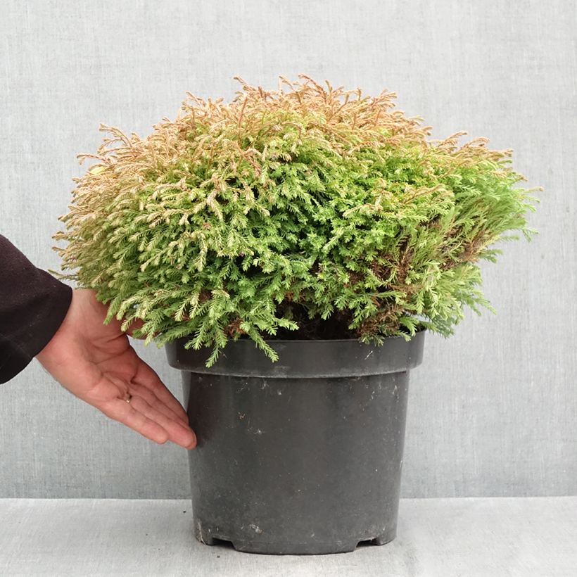 Thuja occidentalis Golden Tuffet - Canadian Arborvitae 7.5L/10L pot sample as delivered in autumn