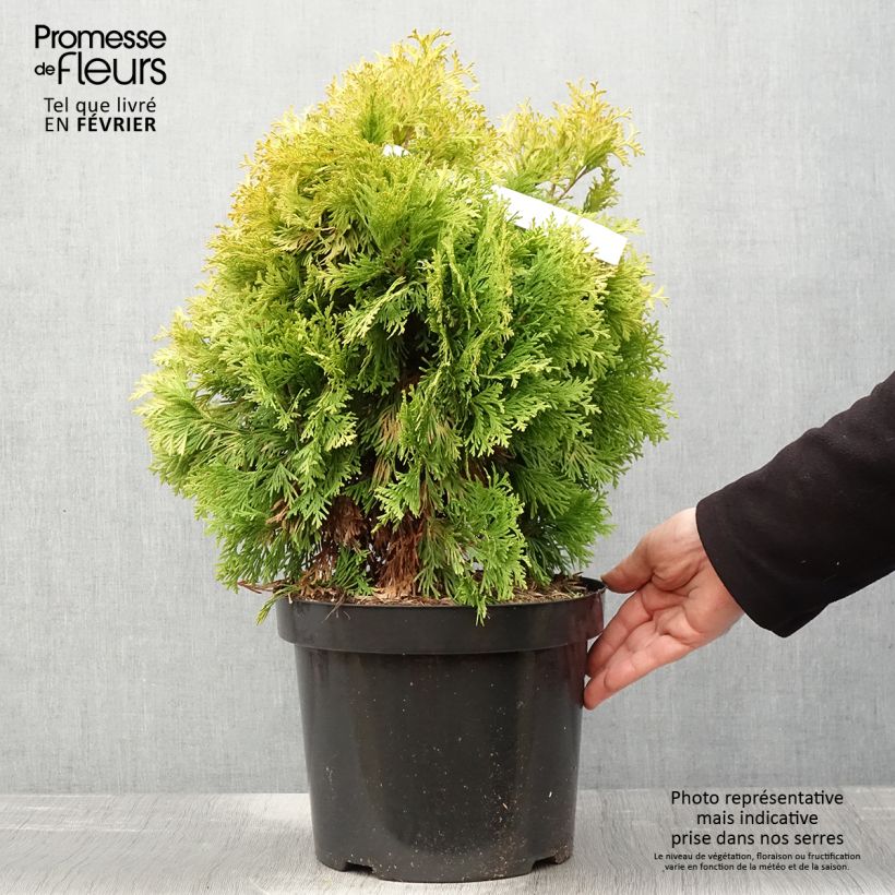 Thuja occidentalis Jantar - Canadian Arborvitae 7.5L/10L pot sample as delivered in winter