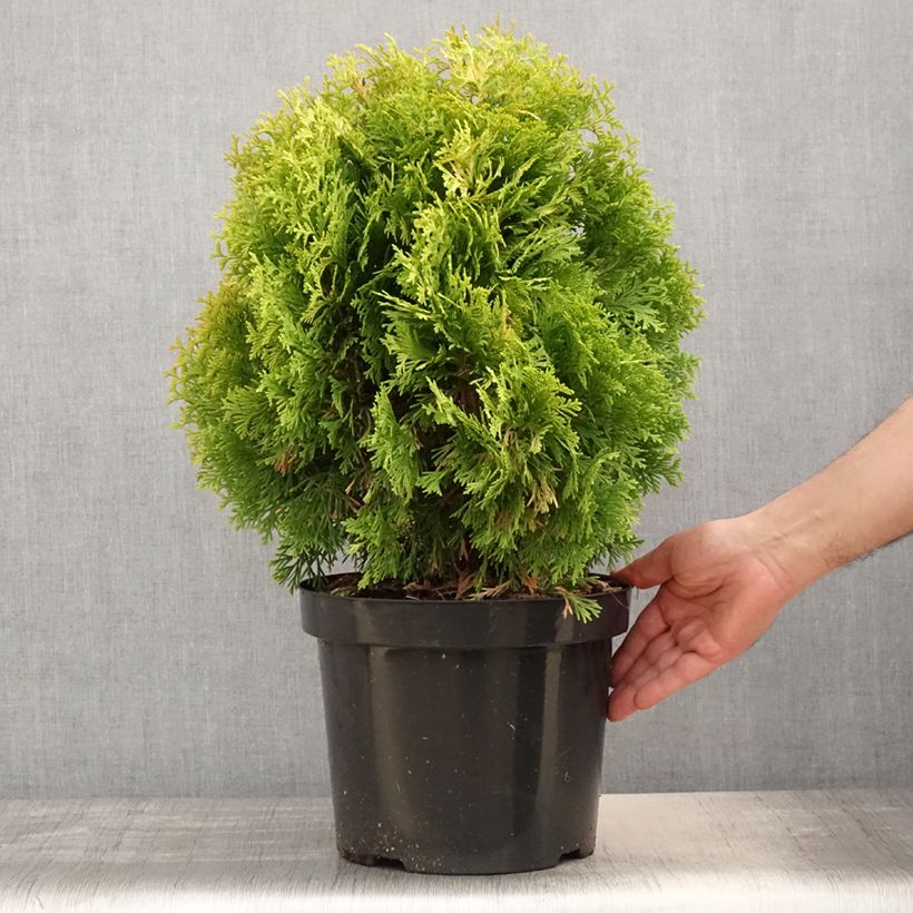Thuja occidentalis Jantar - Canadian Arborvitae 7.5L/10L pot sample as delivered in spring