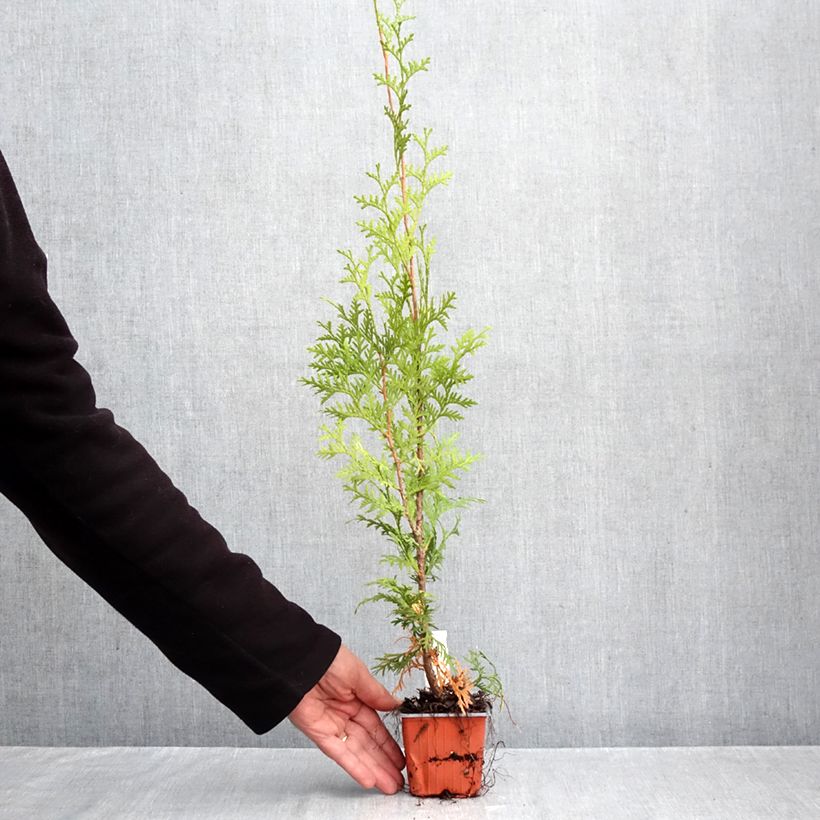 Thuja occidentalis King of Brabant - Eastern White Cedar 8/9 cm pot sample as delivered in autumn