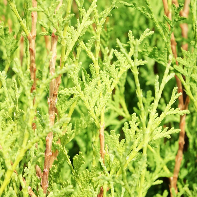 Thuja occidentalis Malonyana Aurea - Eastern White Cedar (Foliage)