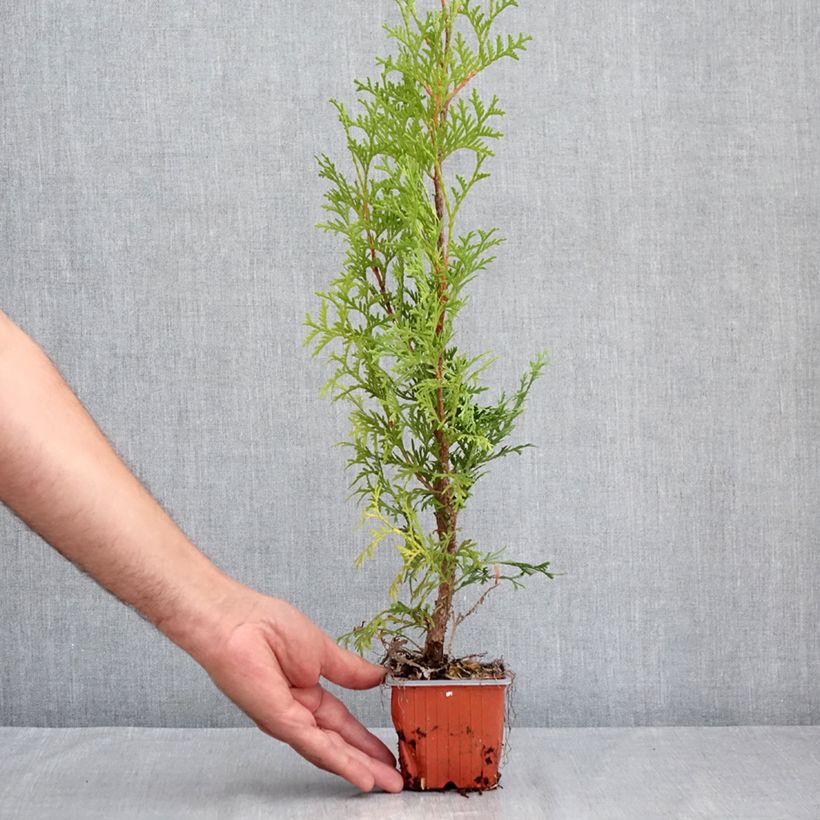 Thuja occidentalis Malonyana Aurea - Eastern White Cedar 8/9 cm pot sample as delivered in summer