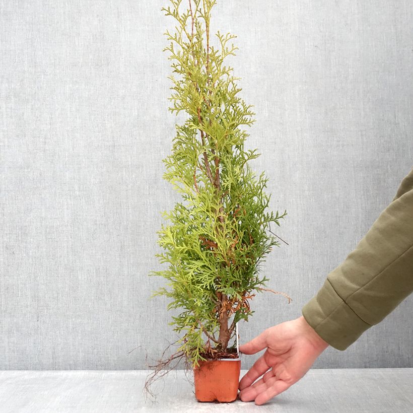 Thuja occidentalis Malonyana Aurea - Eastern White Cedar 8/9 cm pot sample as delivered in winter