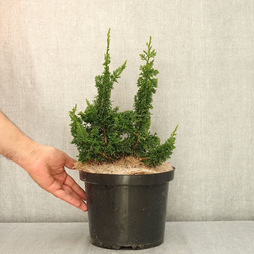 Thuja occidentalis Malonyana Holub - Canadian Arborvitae 4L/5L pot sample as delivered in summer