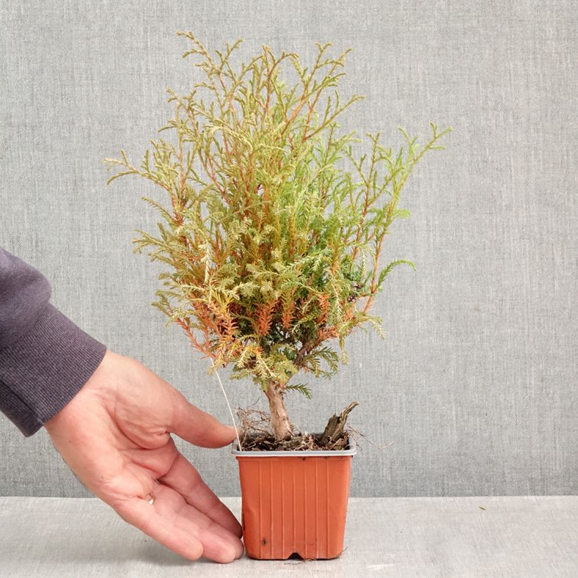 Thuja occidentalis Mr Bowling Ball - Canadian Arborvitae 8/9 cm pot sample as delivered in autumn