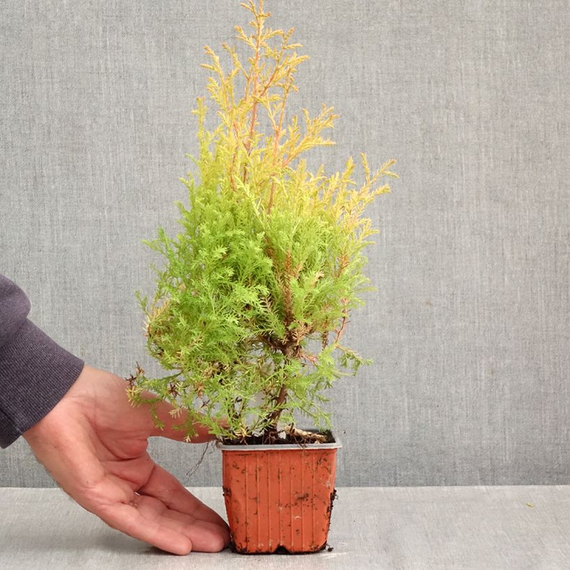 Thuja occidentalis Rheingold - Canadian Arborvitae 8/9 cm pot sample as delivered in autumn